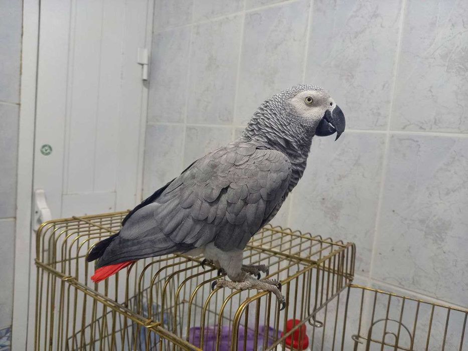 Попугай Жако Продается