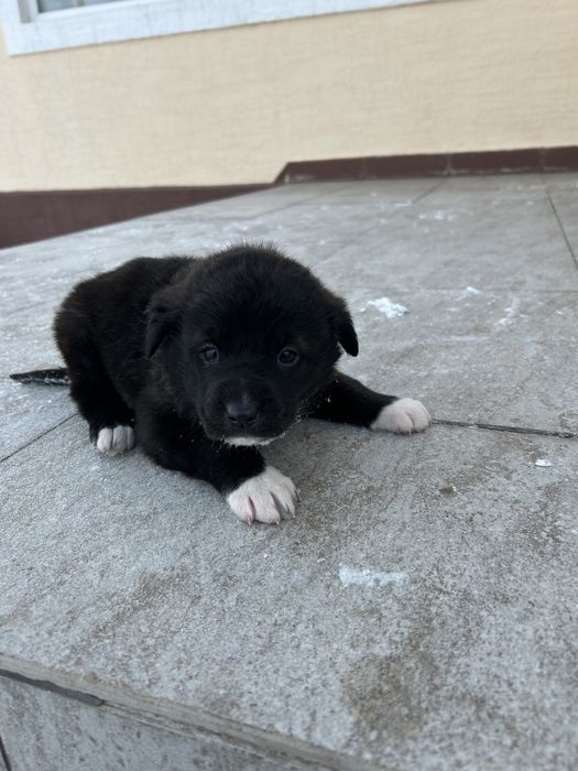 Щенок бесплатно