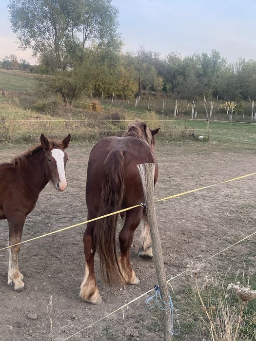 Vand armasar de 6 ani