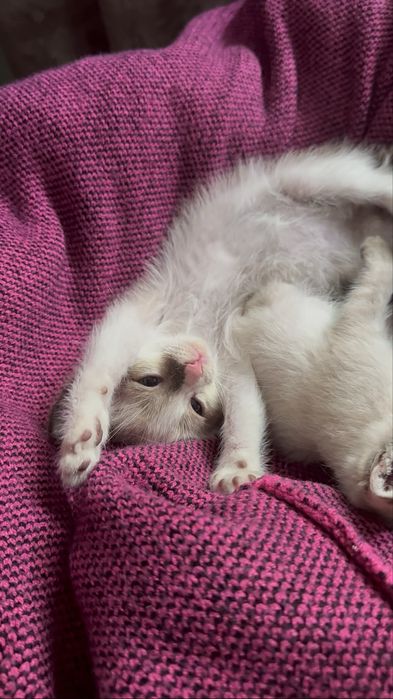 Котёнок в доьрые руки!