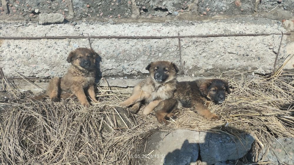 Отдам щенков в добрые руки