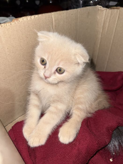 породистая кошка родилась 2 месяца назад