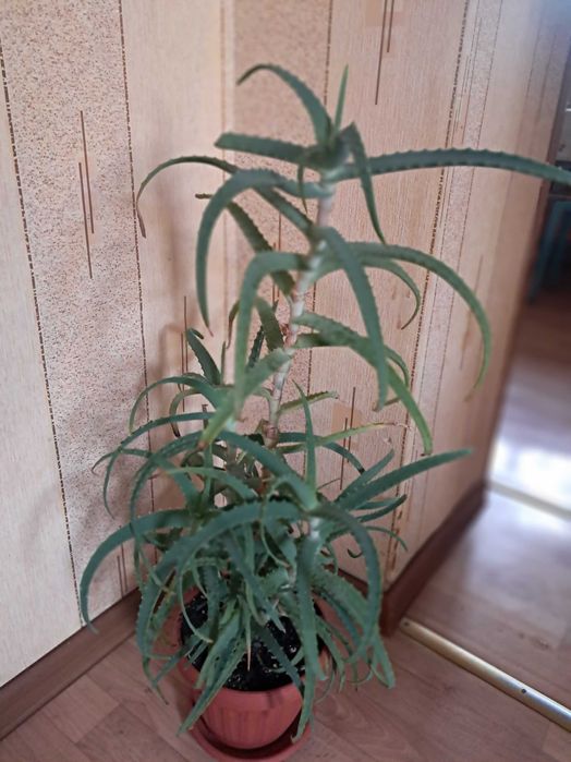 Цветок алоэ 3 года, от кашля, бронхита и воспаления легких