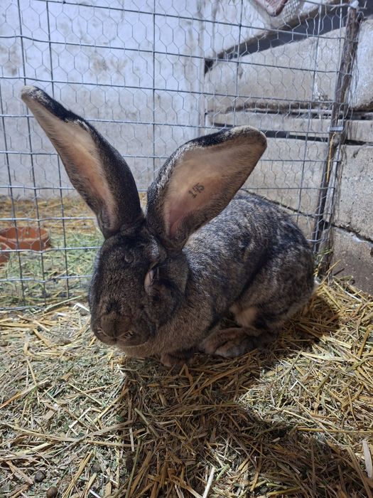 Vând iepuri Uriaș German Gri