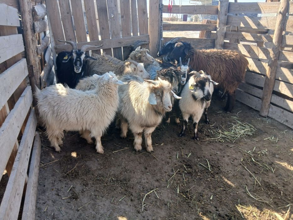 Лақты ешкілер тушалар