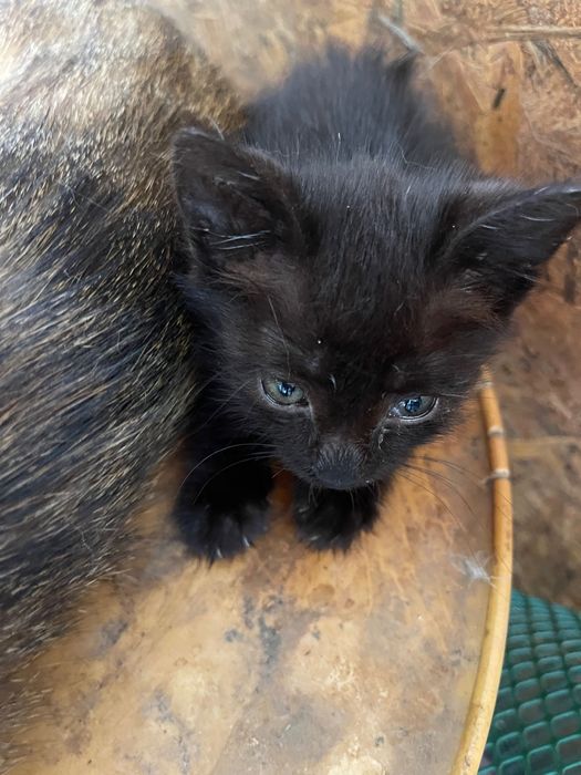 Подарява котенца