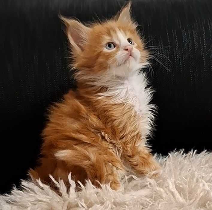 Felisa Autorizata WCF-rasa Maine Coon-Pedigree-Timisoara