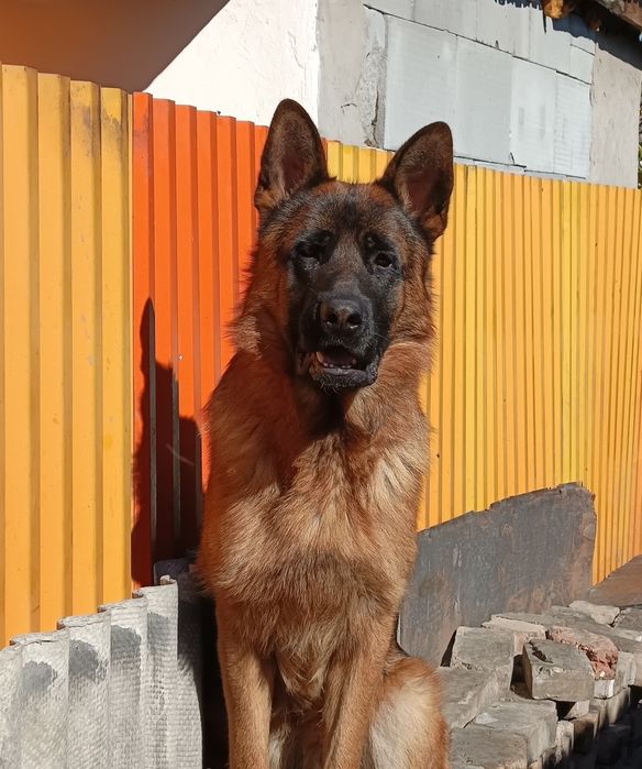 Щенок немецкой овчарки.