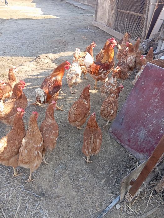 Орман Браун сатылады