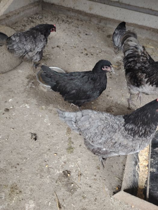 Vând famili Australorp negru și albastru. Găini puici