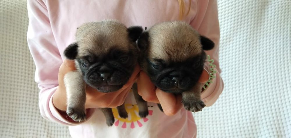 Продам щенков мопса, рассрочка каспи