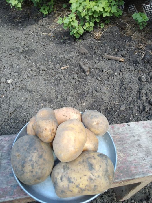 Картофель домашний