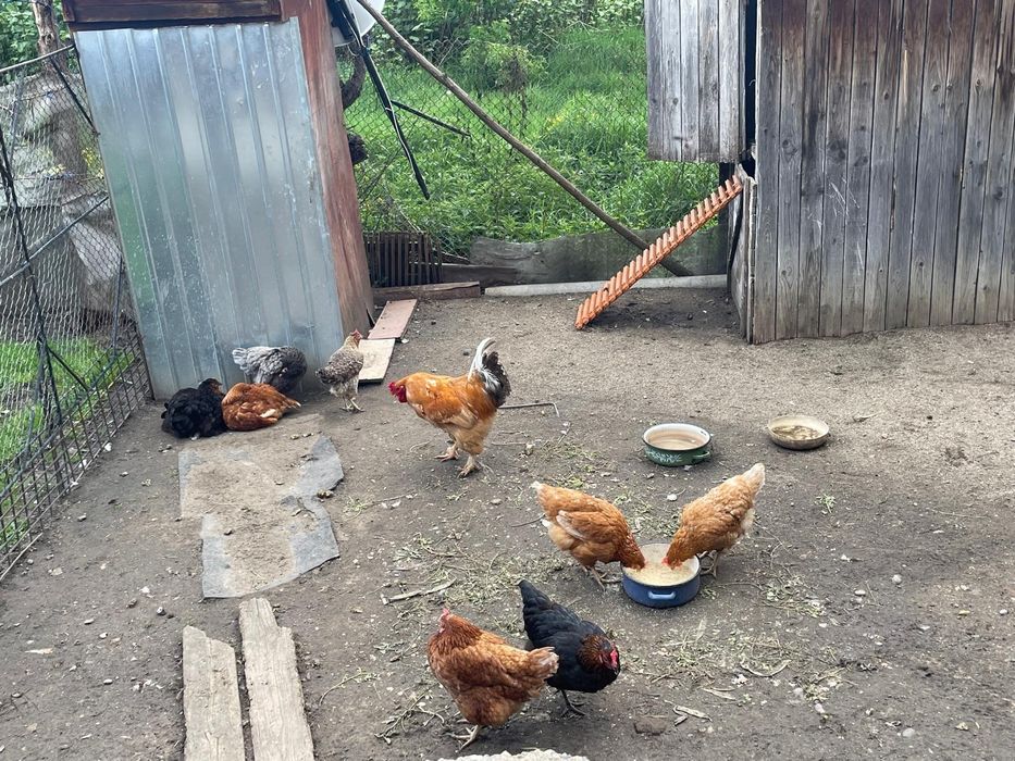 Vând familie de 8 găini si 1 cocos de casa