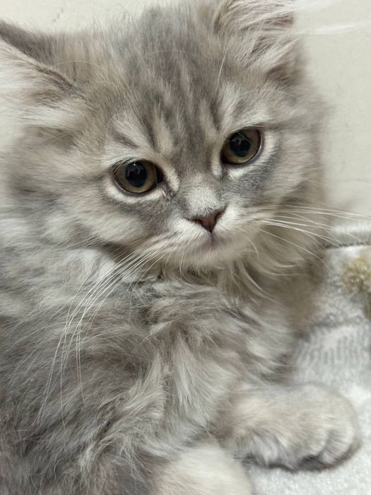 Heyland mushugi sotiladi