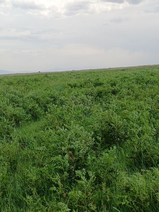 ФАЗЕНДА сатылады