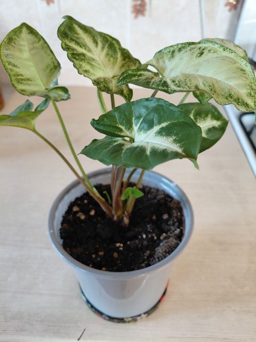 Продам  Комнатные цветы