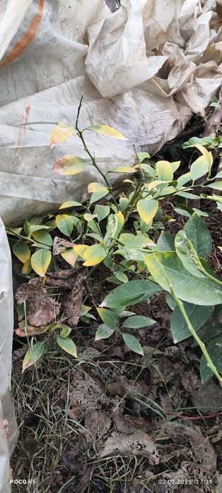 Limon ko'chat navi MIR