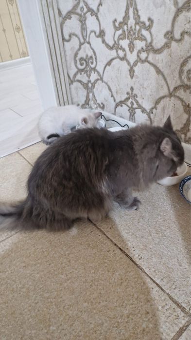 Отдам кошек в добрые руки!