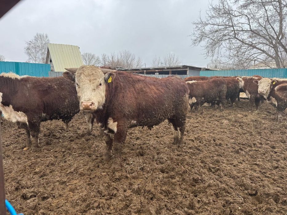 Продам белоголовых бычков.