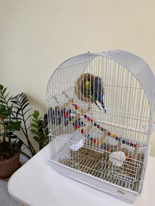 Клетка для попугаев и попугаи