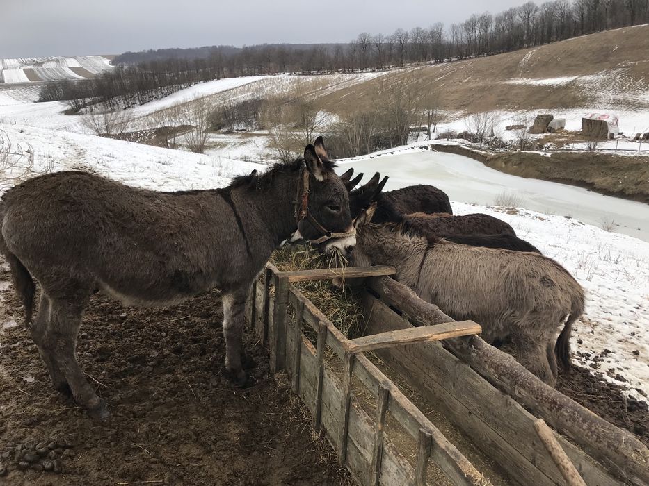 Măgărite cu pui si gestante