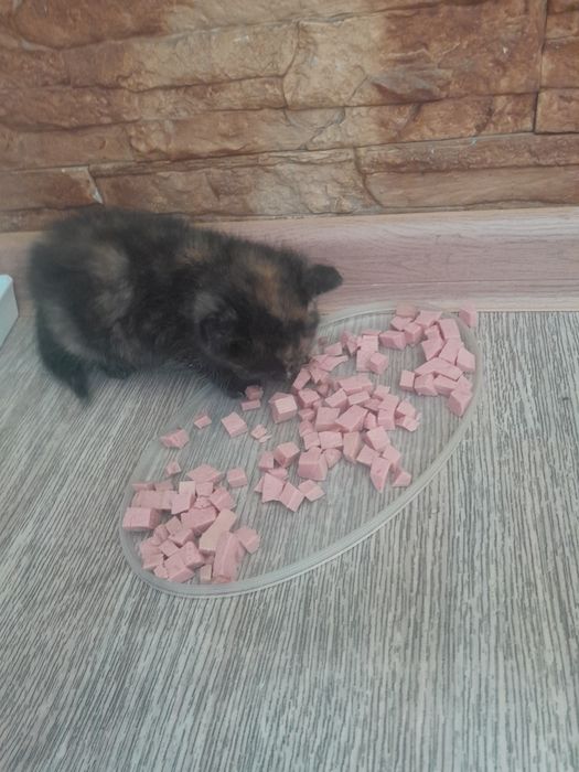 Отдам котят в добрые руки