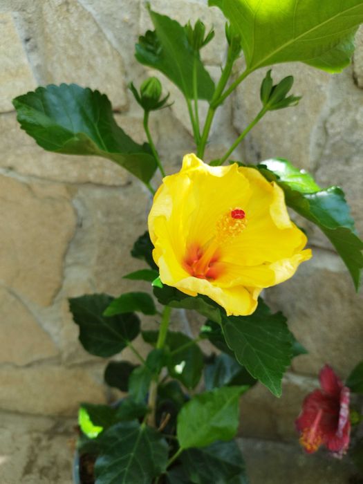 Китайски рози  различни цветове