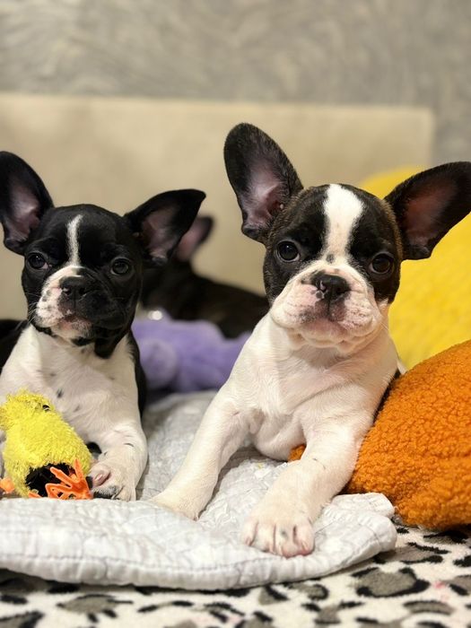 Щенки Французского бульдога. Редкий окрас. Шикарные щенки Девочки.