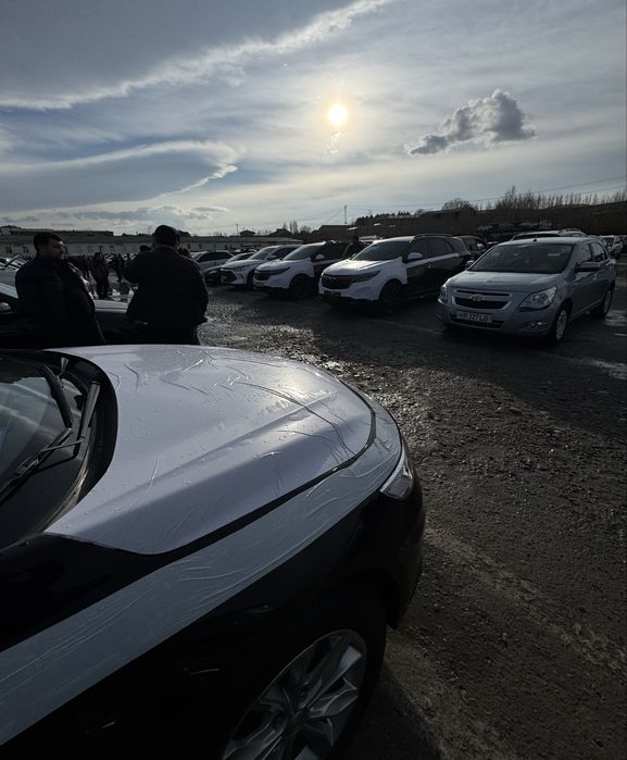 Malibu premier tozza