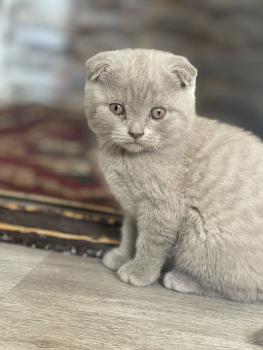 Британские и скотиш фолд котята