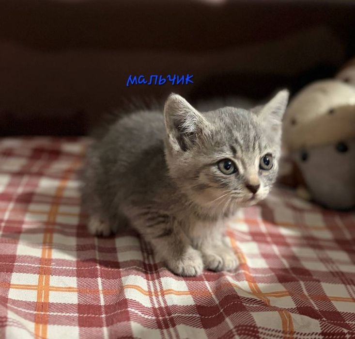 Отдаем котят в хорошие руки