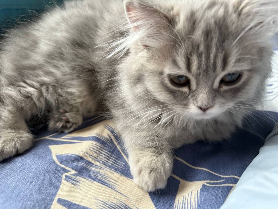 Heyland mushugi sotiladi