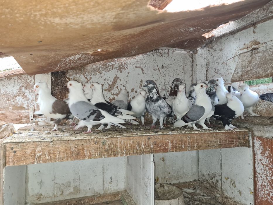 Fazani și porumbei