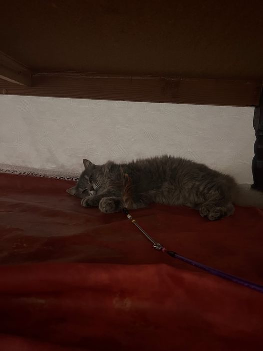 Сибирский кот продаётся