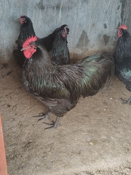 Cocos Australorp