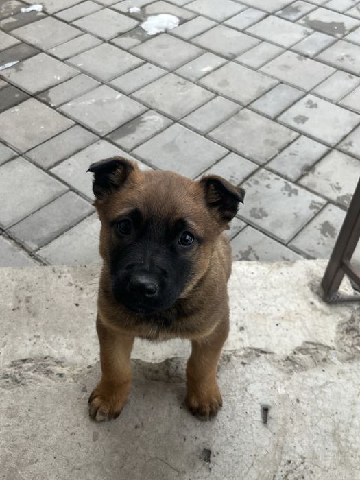 Продам щенка бельгийской овчарки (малинуа)