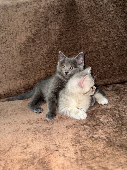 Котята британской шиншиллы