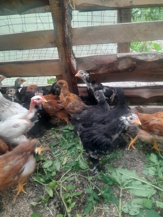 Продам домашних цыплят