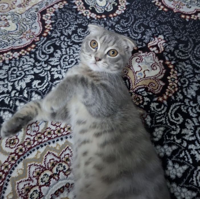 Котёнок хорошие руки