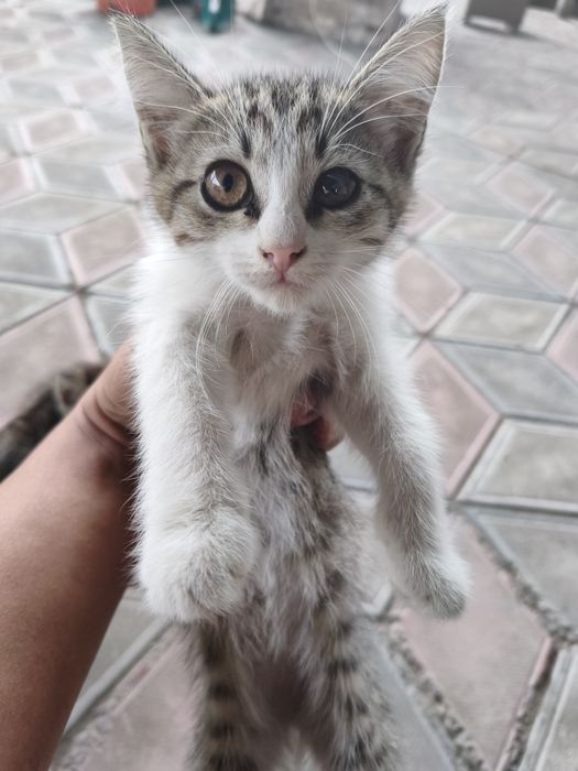 Отдам котят бесплатно