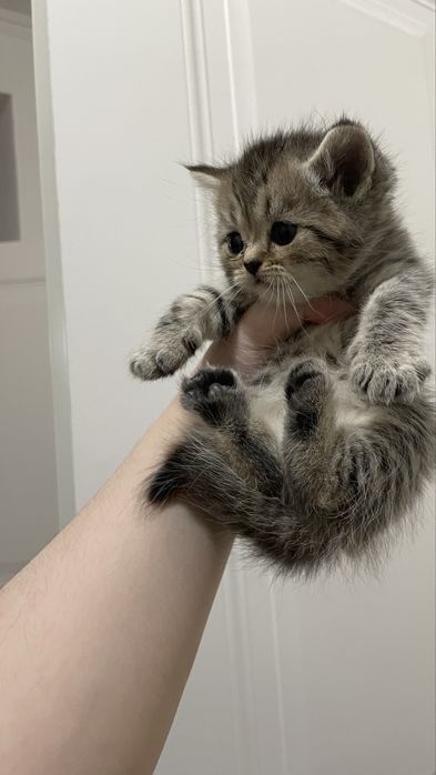 Шотландские котята