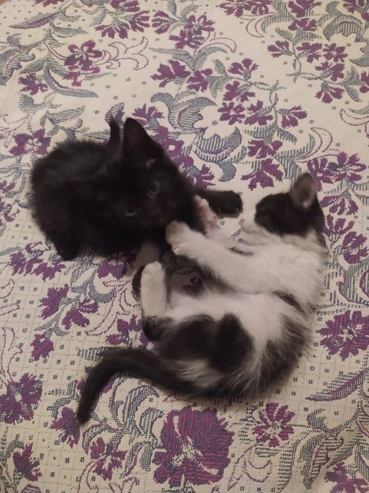 Котята мальчики 1 месяц отдам
