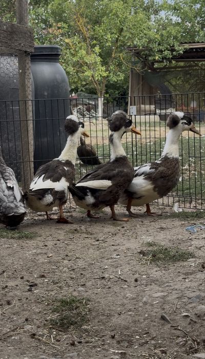 Rățoi moțați tineri