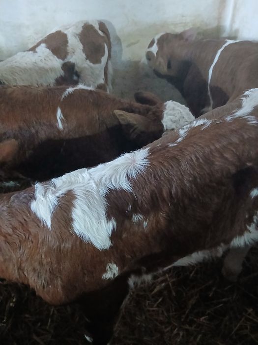 Taurasi si vitea baltati