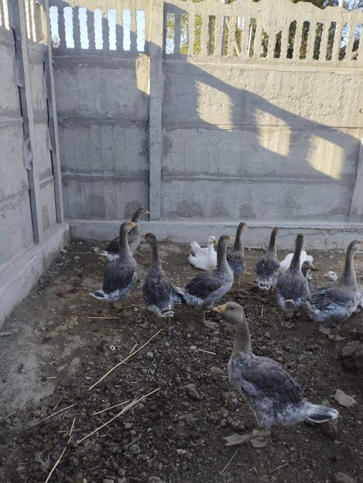 Продам Гусей 4 месяцев