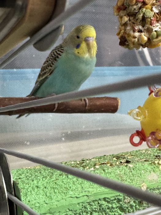 Продам попугайчиков полный комплект