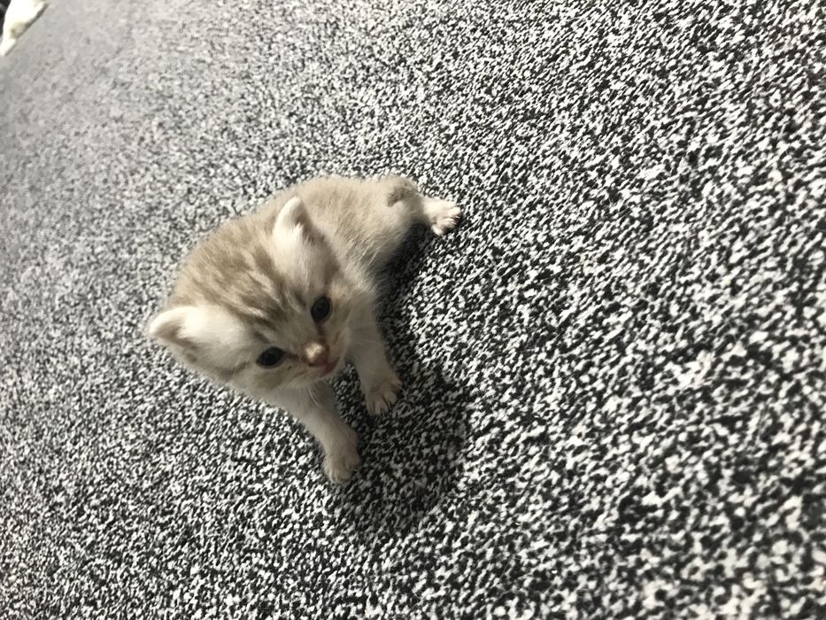 Породистые котят