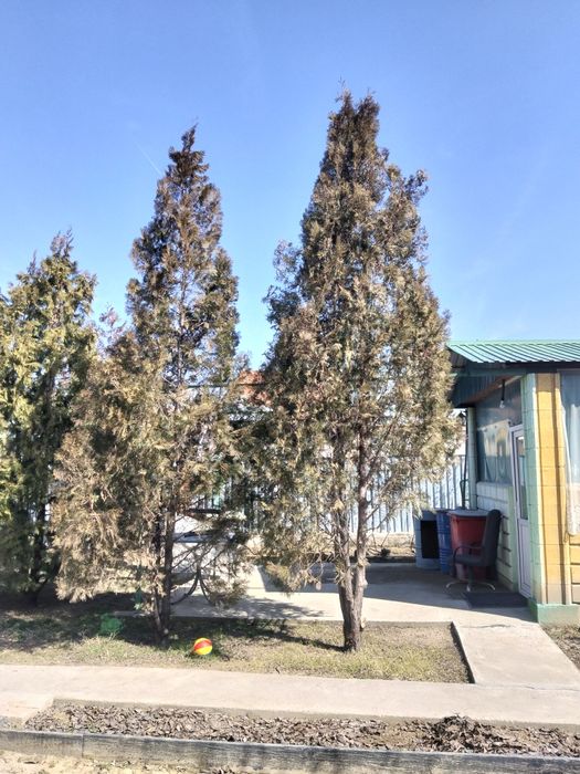 Продам высокие туи