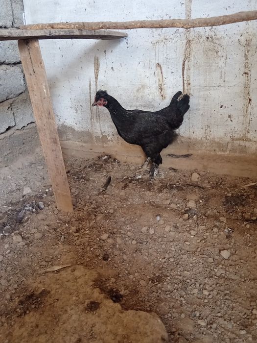 Qora shahzodam XO'ROZ va tovuq sotiladi