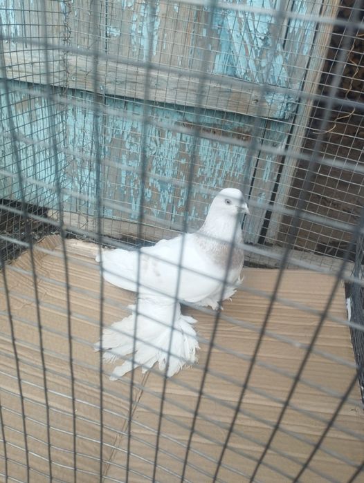 Продам самца племенной